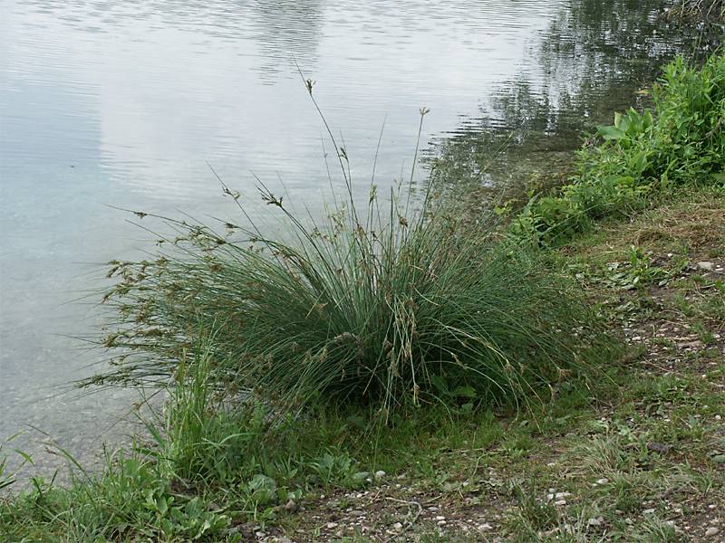 Juncus effusus